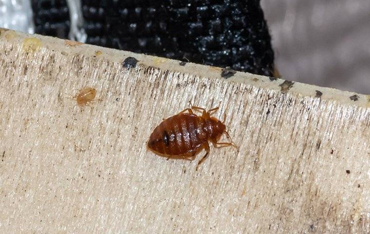 bed bugs crawling