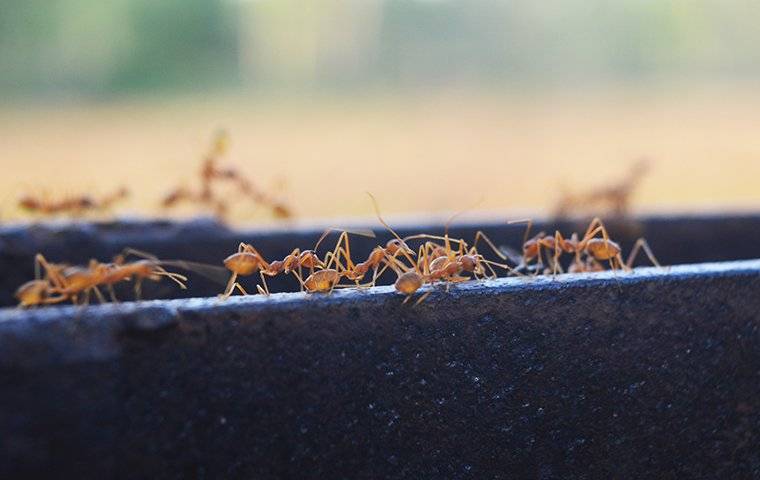 fire ants crawling