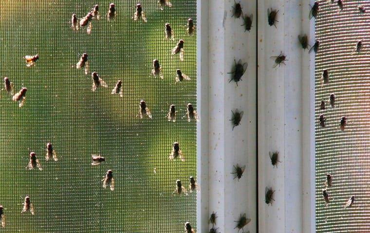 Flies on window