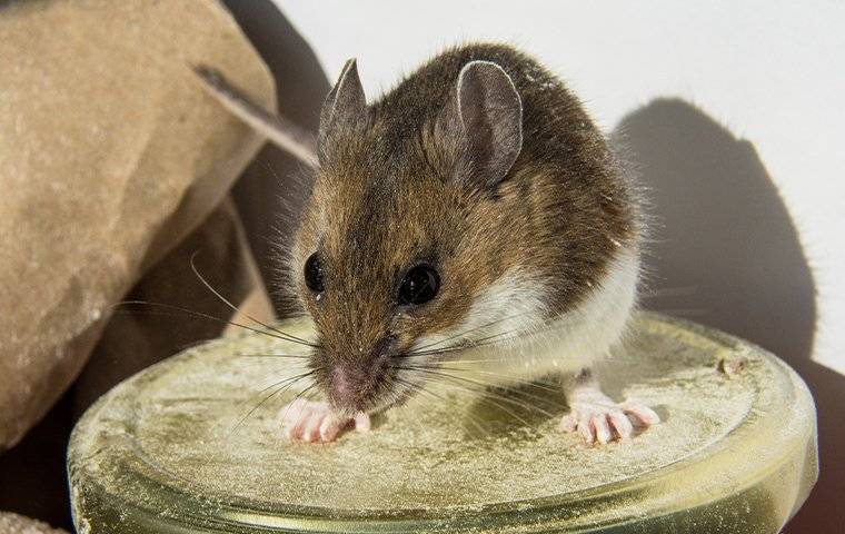 mouse on a jar