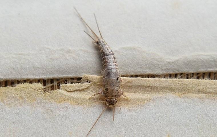 silverfish crawling