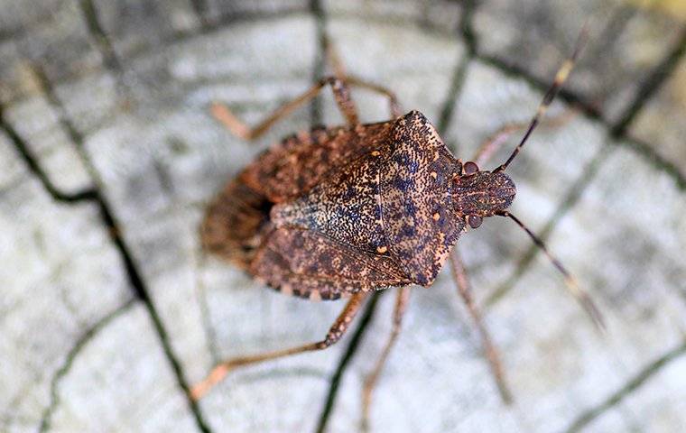 stink bug crawling on wod