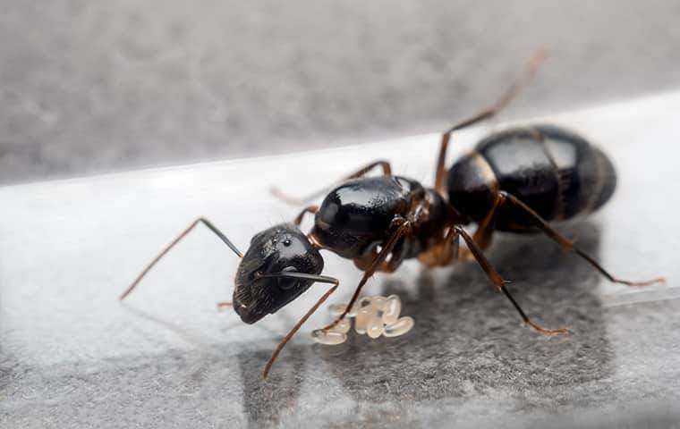 ant laying eggs