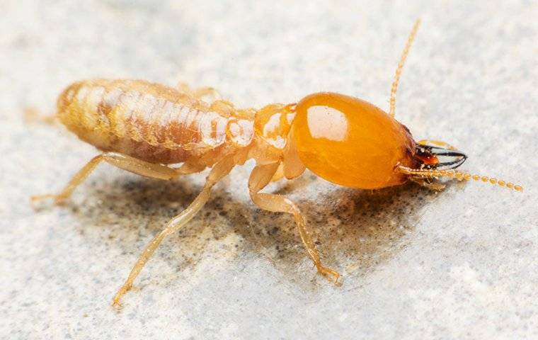 Termite-Crawling