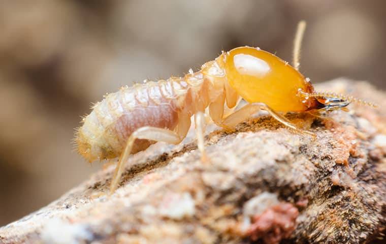 Termite-Crawling